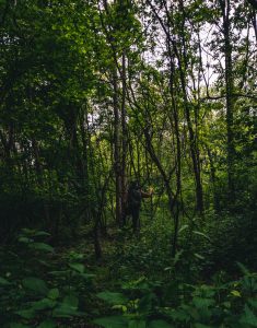 Overgrown Trail 