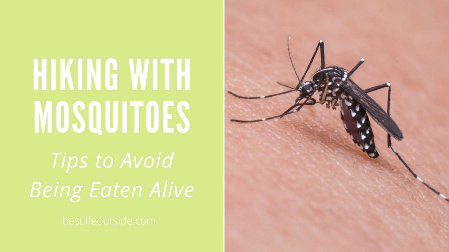 Hiking with Mosquitoes: Tips to Avoid Being Eaten Alive - Best Life Outside