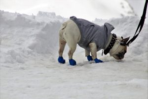 Booties help keep your pups toes warm on the ice