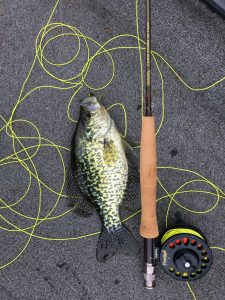 Crappie