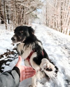 Protect your pups paws while snowshoeing