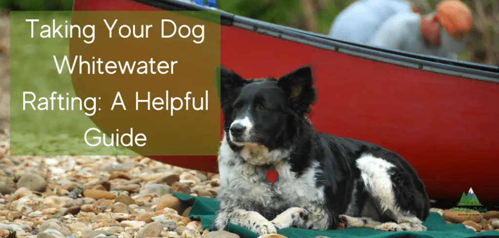 Taking Your Dog Whitewater Rafting A Helpful Guide