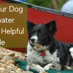Taking Your Dog Whitewater Rafting A Helpful Guide