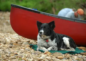 a dog resting at the river